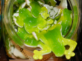 Gummi Bullfrogs