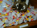 Strawberry Banana Taffy