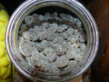 Sanded Horehound Lozenges