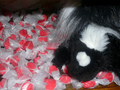 Peppermint Taffy