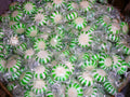 Spearmint Starlights