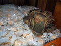 Christmas Cookie Taffy